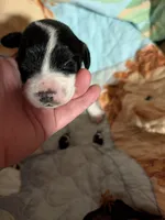 Green Ribbon, a male English Springer Spaniel for sale in Rhinelander, WI – 3 of 4