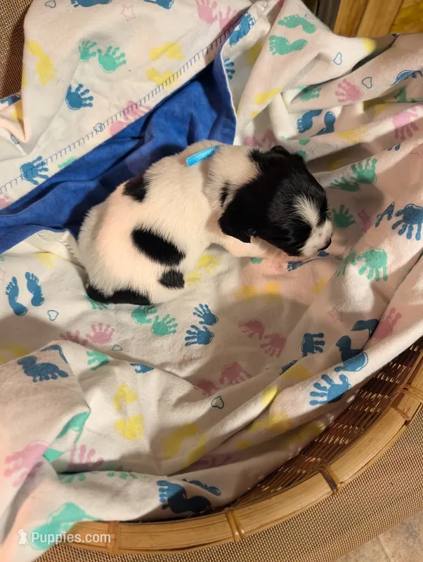 Bright Blue Ribbon – English Springer Spaniel puppy for sale in Rhinelander, WI