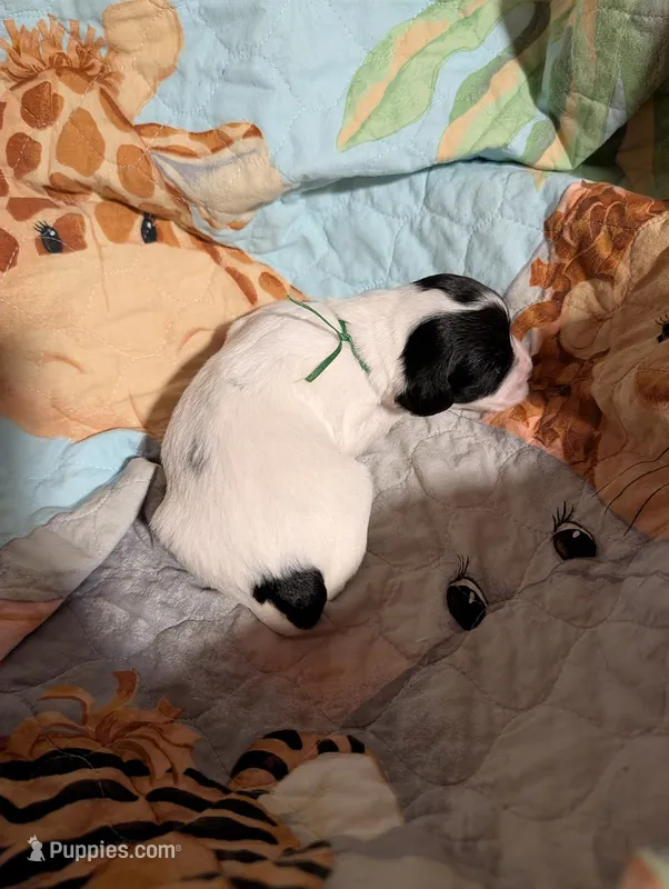 Green Ribbon – English Springer Spaniel puppy for sale in Rhinelander, WI