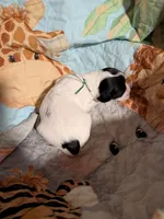Green Ribbon, a male English Springer Spaniel for sale in Rhinelander, WI – 1 of 4
