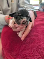 Red Ribbon , a male English Springer Spaniel for sale in Rhinelander, WI – 2 of 2