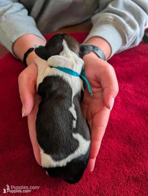 Blue Ribbon – English Springer Spaniel puppy for sale in Rhinelander, WI