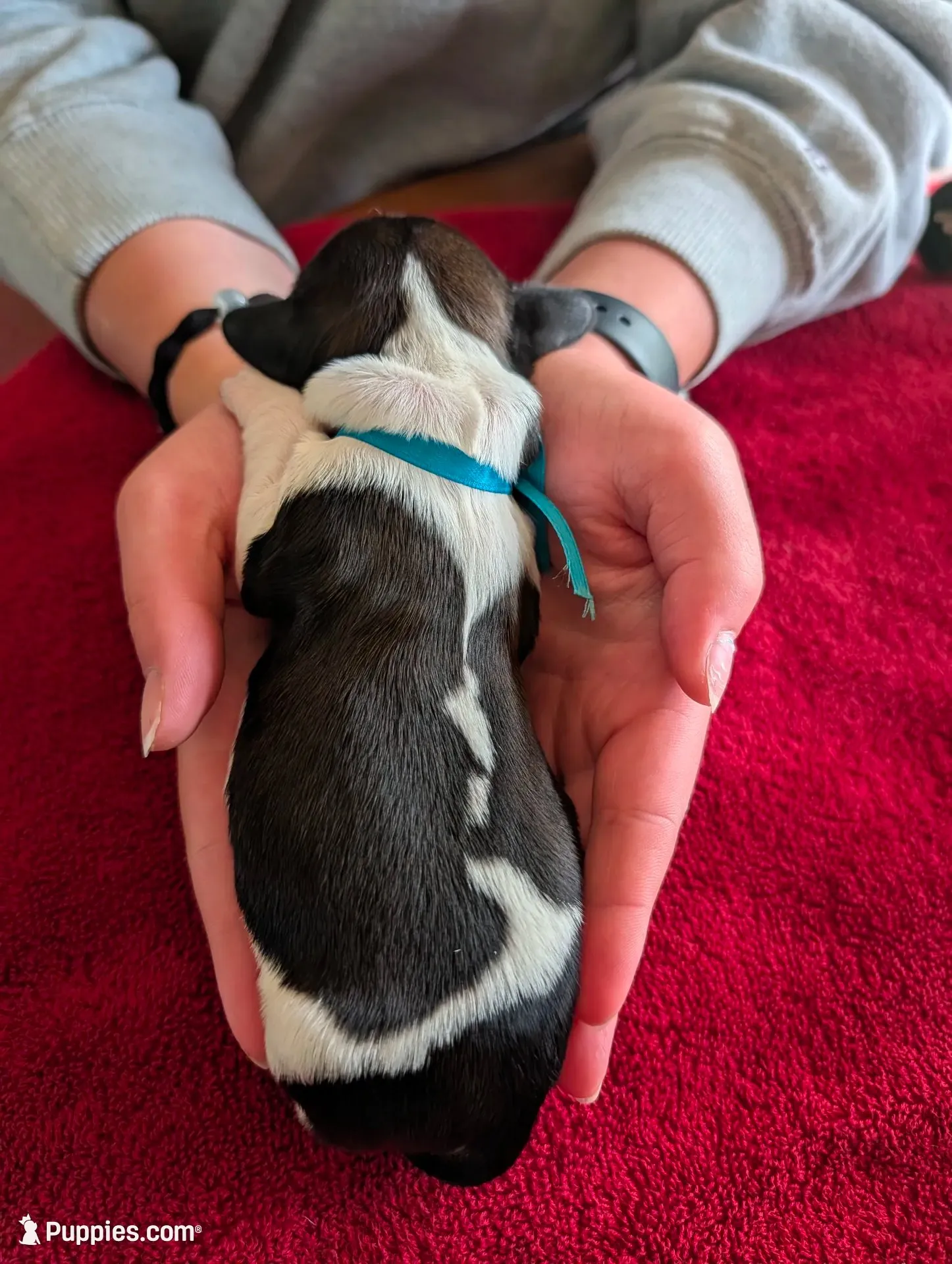 Blue Ribbon, a male English Springer Spaniel for sale in Rhinelander, WI – 1 of 2