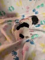 Red Ribbon, a male English Springer Spaniel for sale in Rhinelander, WI – 2 of 3