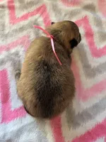 Female-Pink Ribbon, a female Pomeranian for sale in Rhinelander, WI – Photo 2 of 4