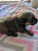 Female-Pink Ribbon, a female Pomeranian for sale in Rhinelander, WI – Photo 3 of 4