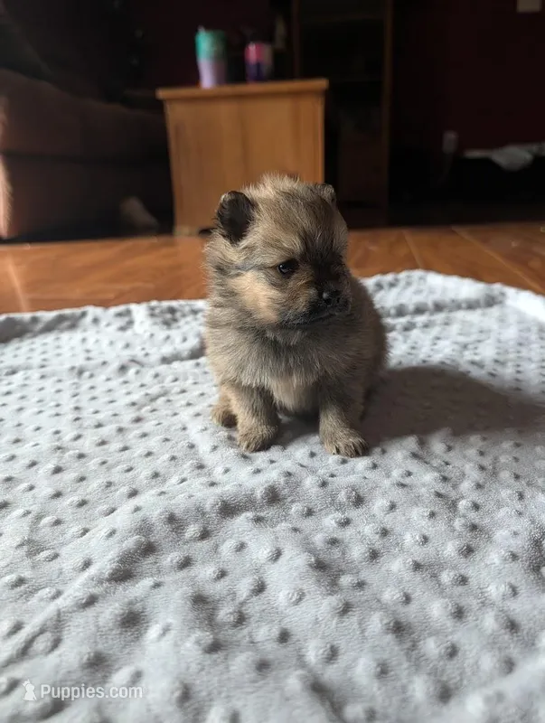 Female-Pink Ribbon – Pomeranian puppy for sale in Rhinelander, WI