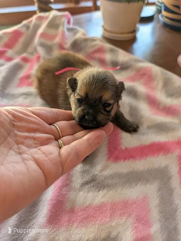 Female-Pink Ribbon – Pomeranian puppy for sale in Rhinelander, WI