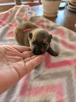 Female-Pink Ribbon, a female Pomeranian for sale in Rhinelander, WI – Photo 1 of 4