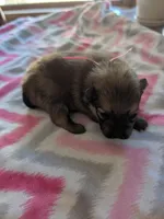 Female-Pink Ribbon, a female Pomeranian for sale in Rhinelander, WI – Photo 4 of 4