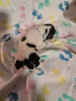 Bright Blue Ribbon, a male English Springer Spaniel for sale in Rhinelander, WI – 3 of 3