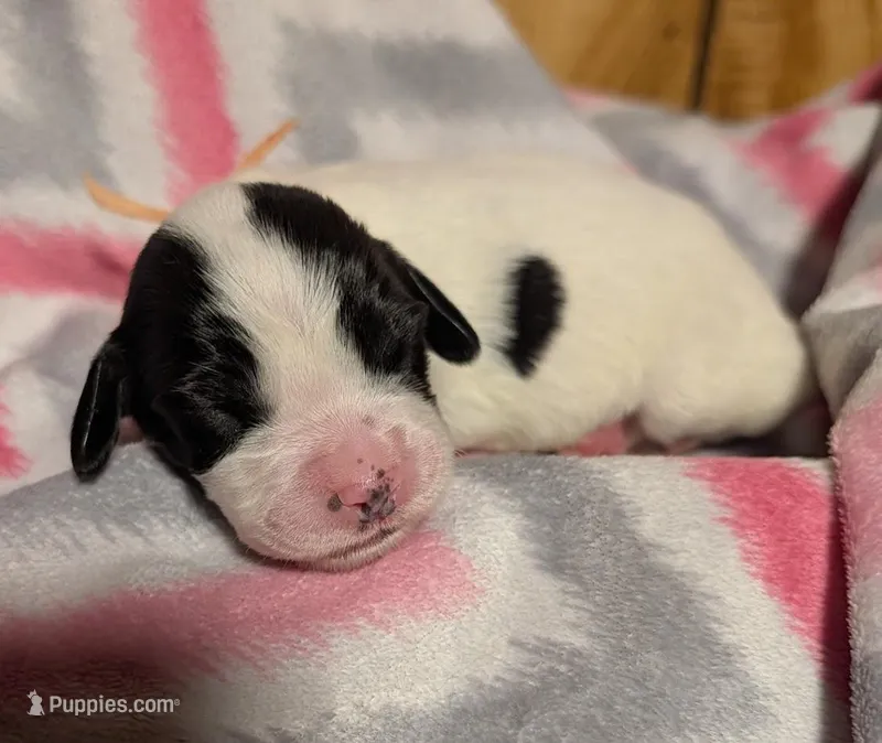Peach Ribbon – English Springer Spaniel puppy for sale in Rhinelander, WI