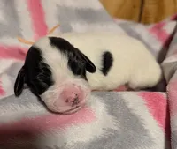 Peach Ribbon, a female English Springer Spaniel for sale in Rhinelander, WI – Photo 1 of 3