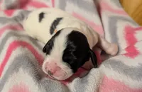 Peach Ribbon, a female English Springer Spaniel for sale in Rhinelander, WI – Photo 3 of 3