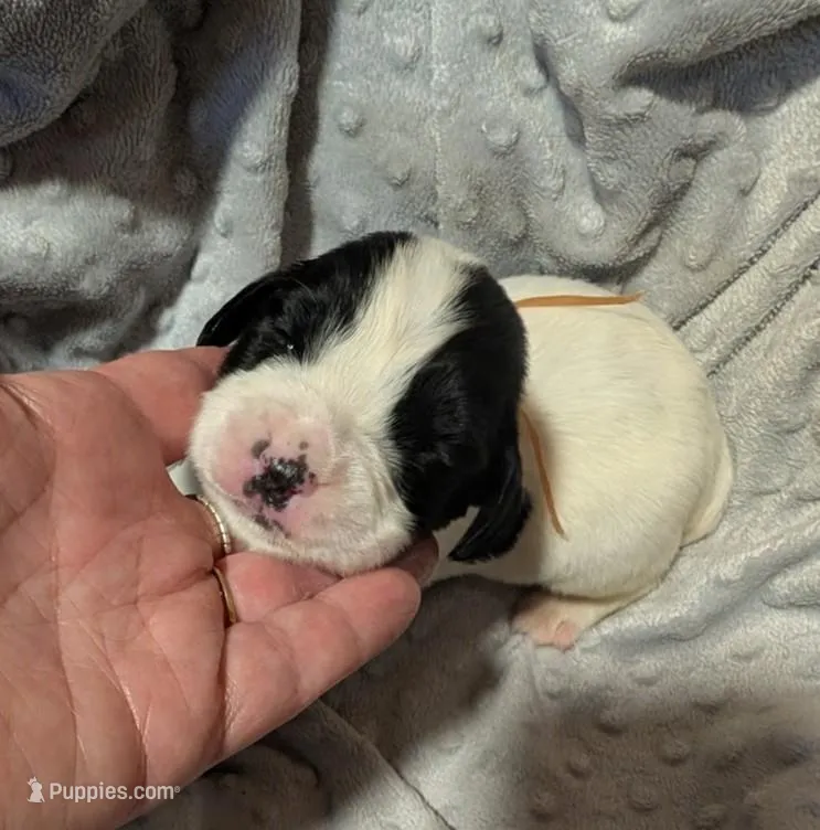 Peach Ribbon – English Springer Spaniel puppy for sale in Rhinelander, WI