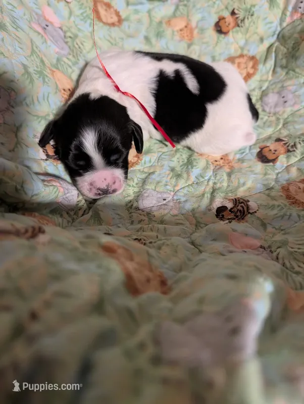 Red Ribbon – English Springer Spaniel puppy for sale in Rhinelander, WI