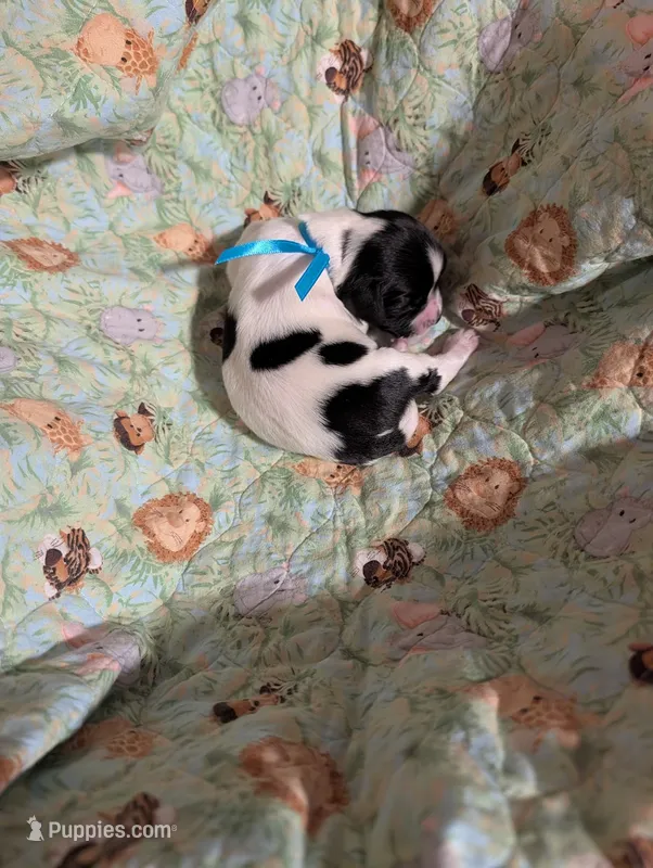 Bright Blue Ribbon – English Springer Spaniel puppy for sale in Rhinelander, WI