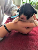 Blue Ribbon, a male English Springer Spaniel for sale in Rhinelander, WI – 2 of 2