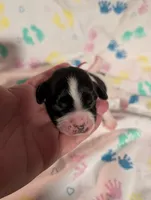 Red Ribbon, a male English Springer Spaniel for sale in Rhinelander, WI – 3 of 3