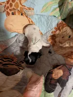 Green Ribbon, a male English Springer Spaniel for sale in Rhinelander, WI – 4 of 4