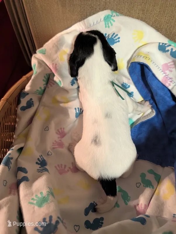 Green Ribbon – English Springer Spaniel puppy for sale in Rhinelander, WI