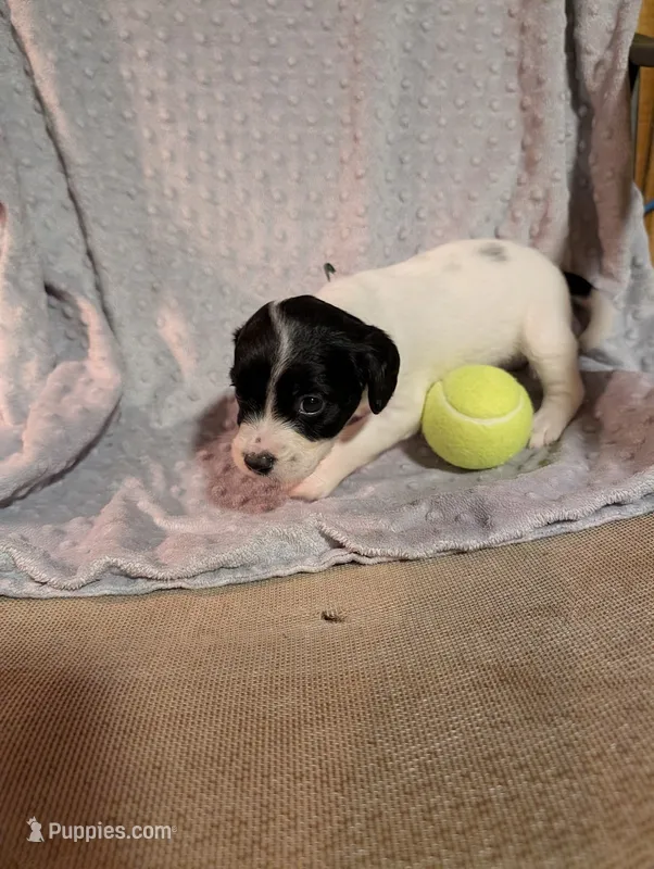 Green Ribbon – English Springer Spaniel puppy for sale in Rhinelander, WI