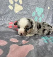 Teddy, a male Cardigan Welsh Corgi and Pembroke Welsh Corgi for sale in Payson, IL – 2 of 4