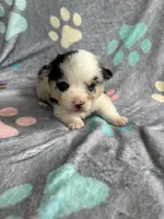 Franklin, a male Cardigan Welsh Corgi and Pembroke Welsh Corgi for sale in Payson, IL – 2 of 2