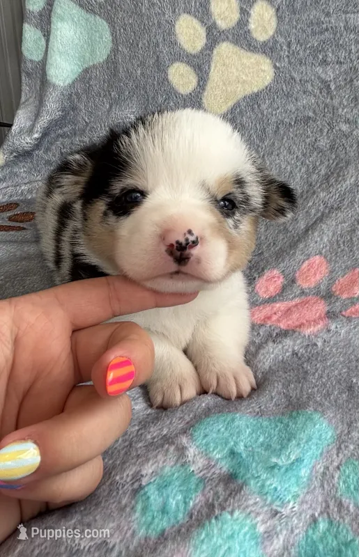 Franklin – Cardigan Welsh Corgi, Pembroke Welsh Corgi puppy for sale in Payson, IL