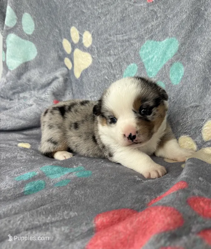 Teddy – Cardigan Welsh Corgi, Pembroke Welsh Corgi puppy for sale in Payson, IL