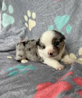 Teddy, a male Cardigan Welsh Corgi and Pembroke Welsh Corgi for sale in Payson, IL – 1 of 4