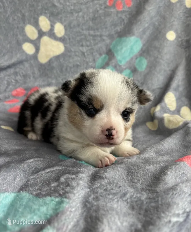 Betsy – Cardigan Welsh Corgi, Pembroke Welsh Corgi puppy for sale in Payson, IL