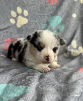 Betsy, a male Cardigan Welsh Corgi and Pembroke Welsh Corgi for sale in Payson, IL – 1 of 3