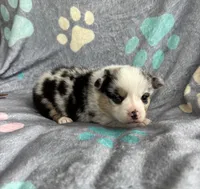 Betsy, a male Cardigan Welsh Corgi and Pembroke Welsh Corgi for sale in Payson, IL – 3 of 3