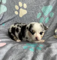Betsy, a male Cardigan Welsh Corgi and Pembroke Welsh Corgi for sale in Payson, IL – 2 of 3
