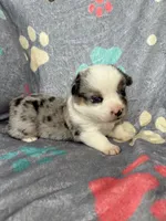 Teddy, a male Cardigan Welsh Corgi and Pembroke Welsh Corgi for sale in Payson, IL – 3 of 4
