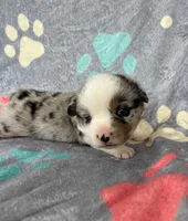 Teddy, a male Cardigan Welsh Corgi and Pembroke Welsh Corgi for sale in Payson, IL – 4 of 4