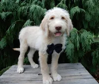 Dallas, a male Labradoodle for sale in Millersburg, OH – 3 of 6
