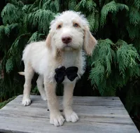 Dallas, a male Labradoodle for sale in Millersburg, OH – 6 of 6