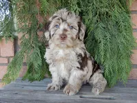 Marshall, a male Labradoodle for sale in Millersburg, OH – Photo 1 of 8