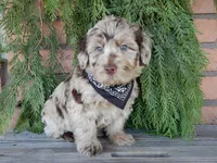 Marshall, a male Labradoodle for sale in Millersburg, OH – Photo 3 of 8