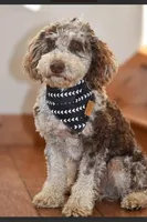 Marshall, a male Labradoodle for sale in Millersburg, OH – Photo 7 of 8