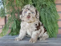 Marshall, a male Labradoodle for sale in Millersburg, OH – Photo 2 of 8