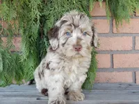 Marshall, a male Labradoodle for sale in Millersburg, OH – Photo 4 of 8
