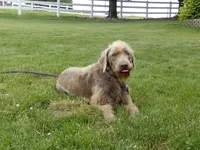 Marshall, a male Labradoodle for sale in Millersburg, OH – Photo 8 of 8