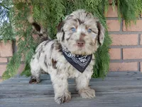 Marshall, a male Labradoodle for sale in Millersburg, OH – Photo 6 of 8