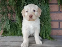 Coral, a female Labradoodle for sale in Millersburg, OH – Photo 2 of 8