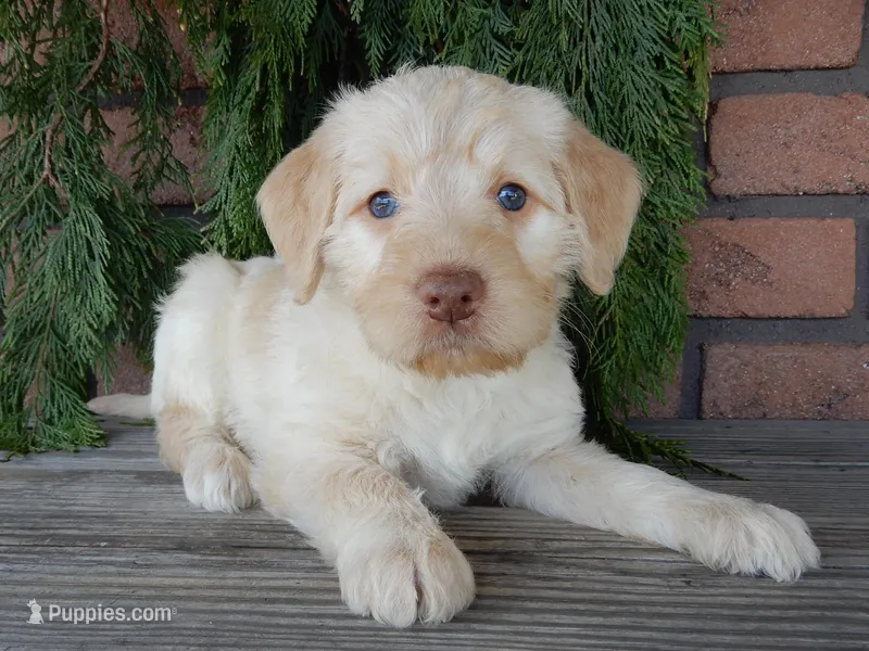 Coral – Labradoodle puppy for sale in Millersburg, OH
