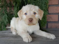 Coral, a female Labradoodle for sale in Millersburg, OH – Photo 1 of 8