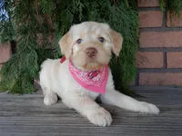 Coral, a female Labradoodle for sale in Millersburg, OH – Photo 5 of 8